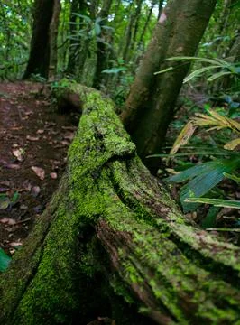 Mossy fallen tree trunk in lush woodland,Tranquil nature scene,Natural back.. Stock Photos