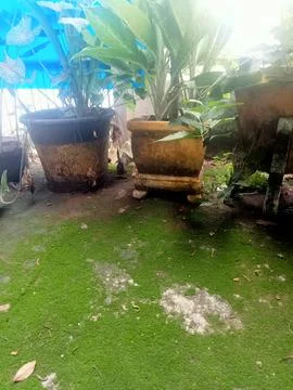 Mossy floor Stock Photos