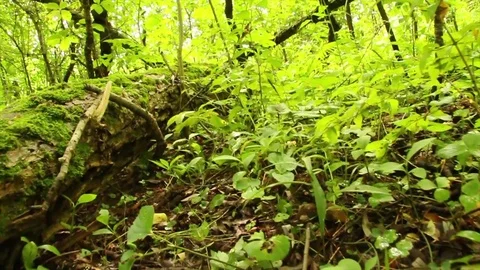 Mossy Forest Bed Stock Footage 81832635