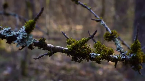 Mossy Forest Branch in Soft Light Stock Footage 332558785