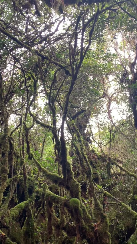 Mossy forest in Cameron Highlands Видео 343428647