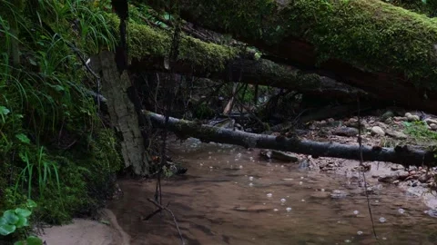 Mossy Forest Creek with Fallen Logs Stock Footage 345212456