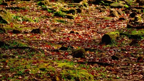 Mossy forest floor with fallen leaves Stock-Footage 333499458