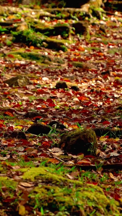 Mossy forest floor with fallen leaves Stock Footage 333499978