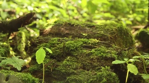 Mossy forest floor Stock Footage 81214743