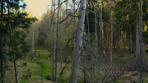 Mossy forest floor green pathway leading through fernfilled glade. Stock Footage 325845898