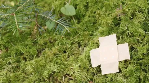Mossy forest floor with pavement Stock Photos