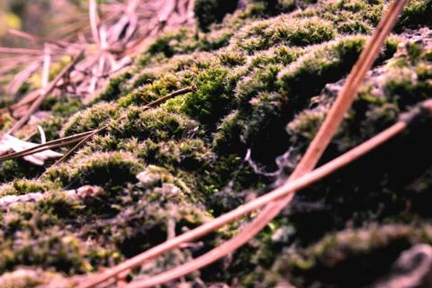 Mossy forest floor Stock Photos