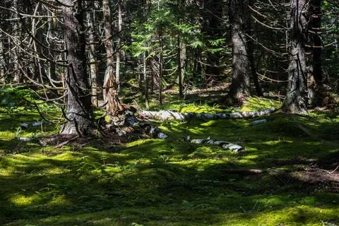 Mossy Forest Floor Stock-Fotos