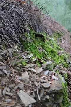 Mossy forest floor Stock Photos