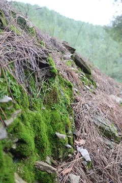 Mossy forest floor Stock Photos