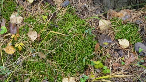 Mossy forest floor with pine needles, fallen leaves, and small plants Stock Footage 347214886