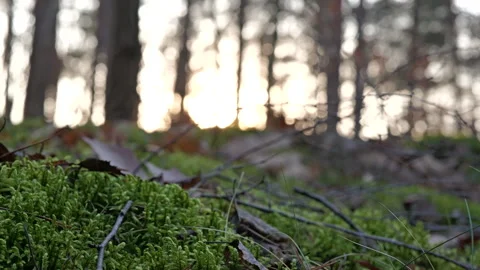 Mossy Forest Floor to Sunlit Trees Stock Footage 300106151