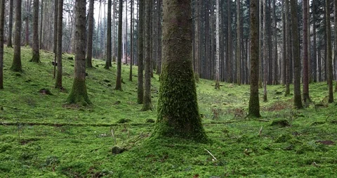 Mossy forest floor with trees Video stock 102606874