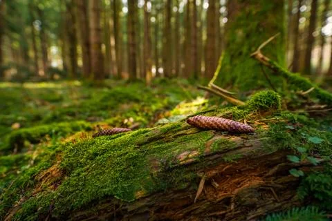 Mossy forest with focus at a pinecone. Stock Photos