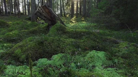 Mossy forest Video stock 285084971