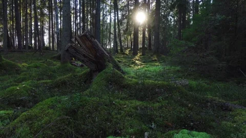 Mossy forest Video stock 285084976