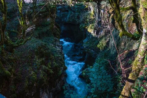 Mossy Forest Gorge Stream 스톡 사진