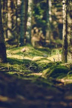 Mossy forest ground in Denmark Stock Photos