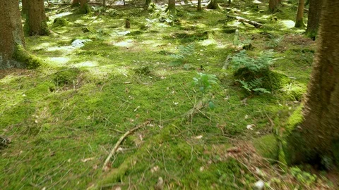 Mossy forest ground Video stock 109111405