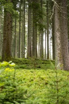 Mossy forest ground 스톡 사진
