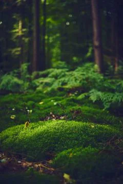 Mossy forest ground Stock Photos
