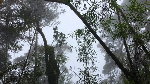 Mossy forest with haze and cold weather Stock Footage 122379088