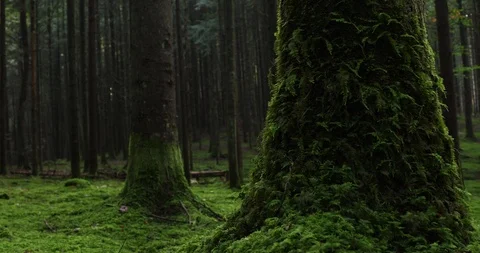 Mossy forest landscape Stock Footage 96641691