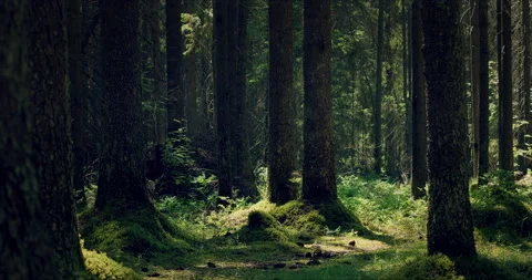 Mossy forest with large pines permeated with sunlight Video stock 134158686