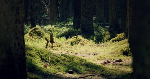 Mossy forest with large pines permeated with sunlight Video stock 134158948