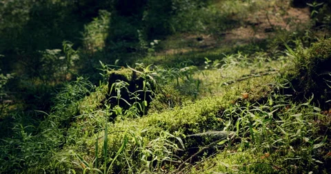 Mossy forest with large pines permeated with sunlight Stock Footage 134159097