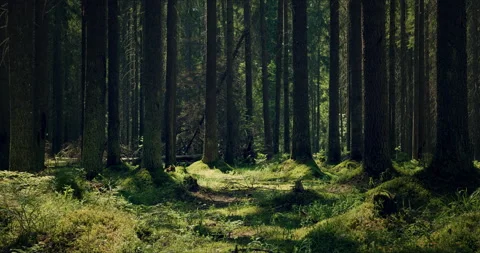 Mossy forest with large pines permeated with sunlight Stock-Footage 134159331
