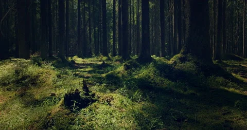 Mossy forest with large pines permeated with sunlight Stock-Footage 134161138
