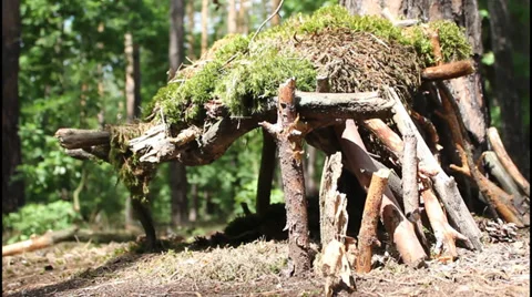 Mossy forest lodge Stock Footage 31236978