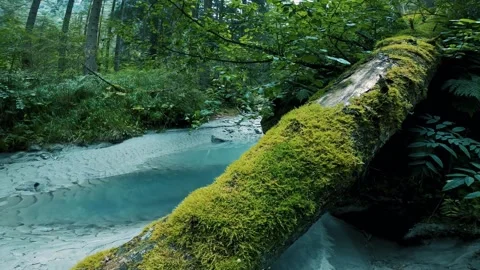 Mossy forest log, tranquil stream view, cinematic nature journey Stock Footage 311055758