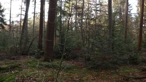 Mossy Forest Neutral Colors Stock Footage 222118170