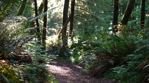 Mossy Forest Path with Ferns and Sunlight Stock Footage 341366732