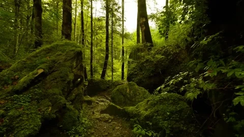 Mossy Forest Path with Green Trees. Stock Footage 306652444
