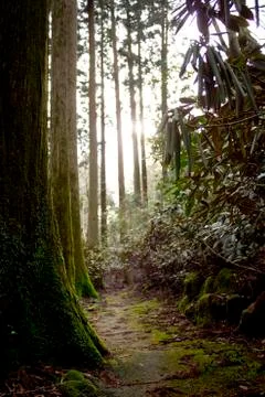 Mossy Forest Path Photos