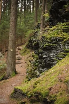 Mossy Forest Path in Saxony Stock Photos