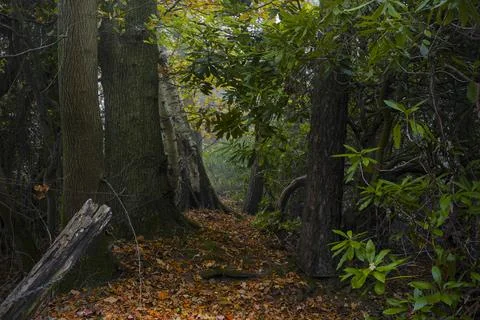 Mossy Forest Path Winding Through Misty Autumn Woodland with Rhododendron Stock Photos