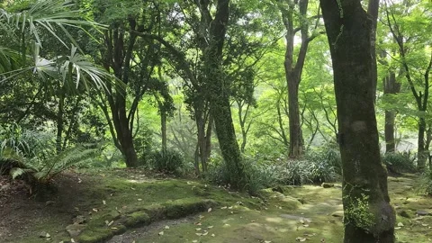 Mossy forest path winds through tall trees 스톡 동영상 337697489