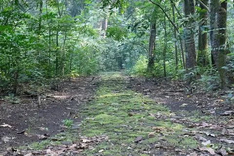 Mossy Forest Pathway Through a Lush Tropical Woodland. Foto stock