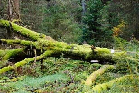Mossy forest Foto stock