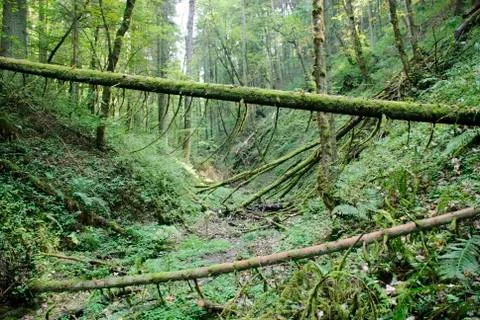 Mossy forest Stock Photos