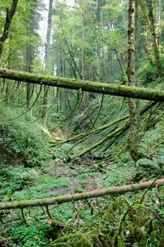 Mossy forest Stock Photos