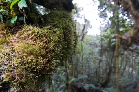Mossy Forest Stock Photos