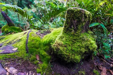 Mossy Forest Stock Photos