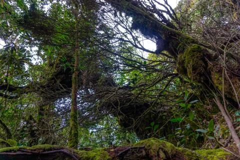 Mossy Forest Stock Photos