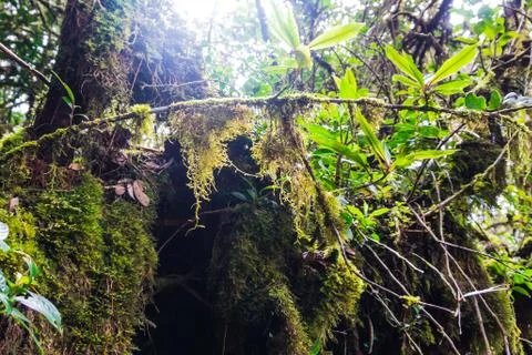 Mossy Forest Stock Photos